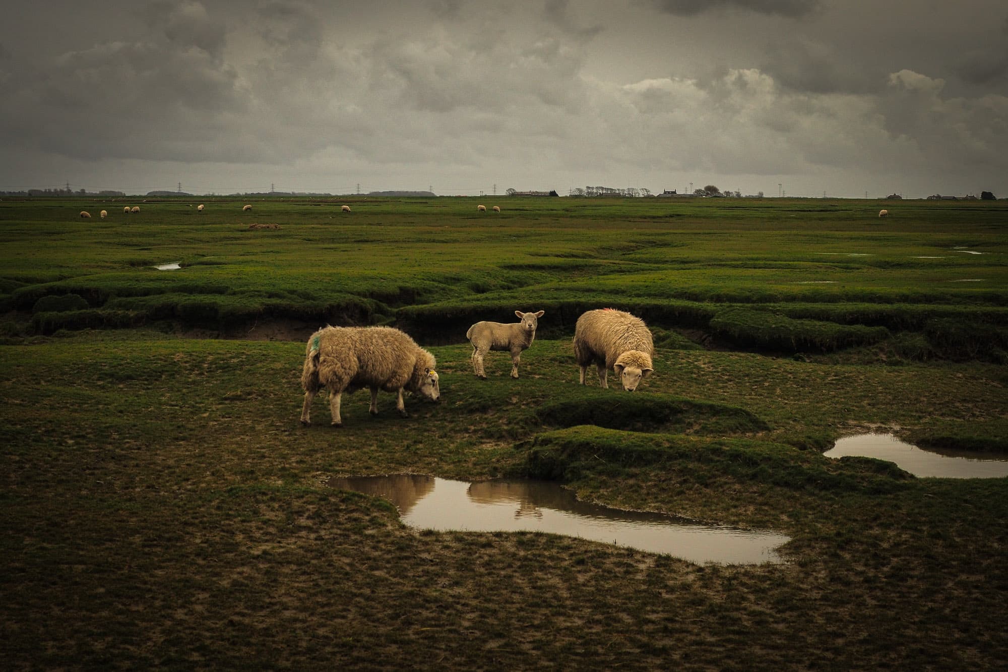 salt Marshes 3